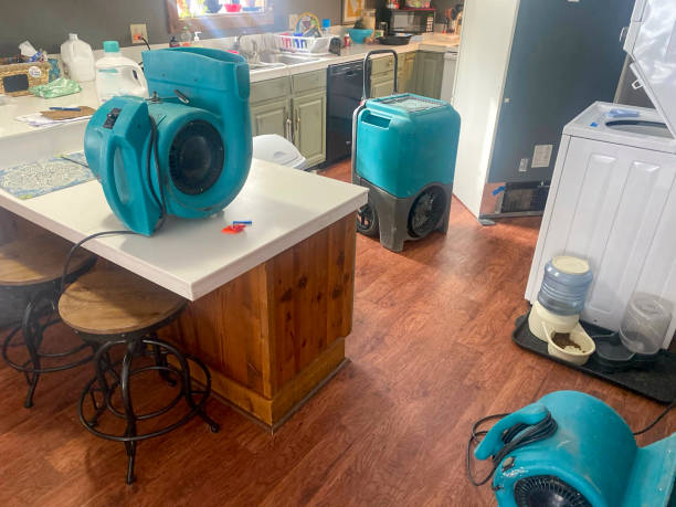 Best Water damage contractors near me  in Holland, OH