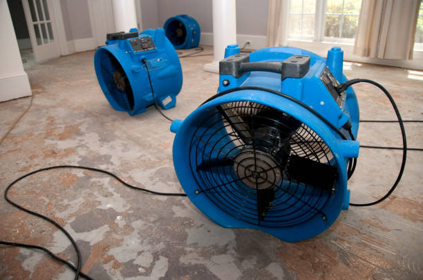 Best Basement water damage restoration  in Holland, OH