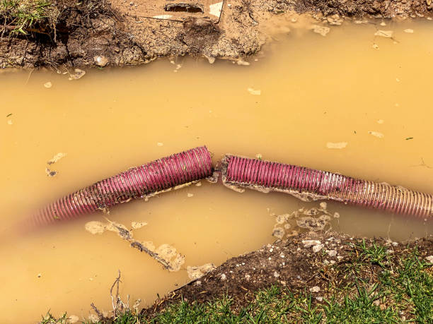 Best Water damage cleanup near me  in Holland, OH